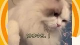 布偶猫你简直就是我“梦中情猫”
