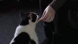 超能猫咪，不走寻常路的猫咪，比起猫粮更喜欢吃人类食物