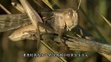 山里传来阵阵肉香，男子走近看清后，立马报警