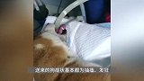 成都一小区7只宠物狗中毒死亡，洗胃后发现带凹槽火腿肠，警方已介入调查