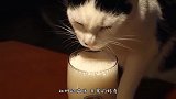 猫咪偷喝主人的酒，醉酒后的样子，承包了我一年的笑点！