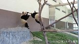 大熊猫妈妈和它的宝宝在比试树上功夫，宝宝明显要灵活一点