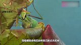 螳螂与水蛭的对决，仅凭一招就分出了胜负，千万不要眨眼