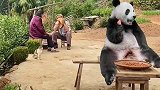 国宝熊猫下山，到老乡家中太享受了