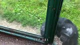 2只猩猩打拳击，比赛才刚宣布开始，台下观众就笑得肚子疼！