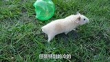 宠物日常：冬天天气太冷，仓鼠伪冬眠了怎么办