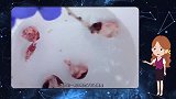 过氧化氢能漂白血液吗？国外小伙亲身实验，网友：难怪老外这么白