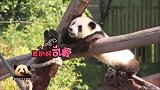 熊猫宝宝“梦想”慢悠悠卖萌，无比乖巧的模样可爱到炸