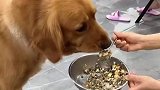 金毛不好好吃饭，被孩子用玩具枪威胁
