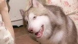 狗狗有多会撒娇