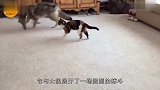 世界上最强悍的猫，一分钟将土狼KO，打得它落荒而逃