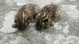 杭州居民称捡到两只小老虎  专家：是豹猫幼崽，建议放回原处