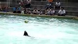 旅游-野生动物园海狮精彩表演