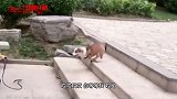 搞笑视频：这是你家恶犬啊？我还以为耗子呢