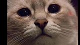 “忧郁”小猫萌照走红网络惹人怜