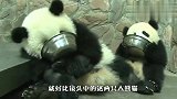 熊猫看到同伴抢自己的萝卜，转头就跟奶爸告状，场面萌翻了