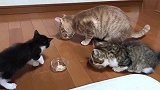 蠢萌蠢萌的小猫咪，只顾着卖呆儿，饭都丢了