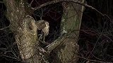 完美隐身！猫头鹰栖身树洞像是树干缺失的拼图