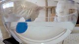 把猫咪心爱的玩具丢进水里，猫会有什么反应？猫：这盆水我干了！