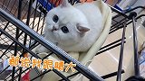 晚晚猫咪逛超市要喝酸奶，买！