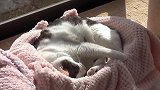 野外带回一只流浪猫。喂了几天却不走了，还每天睡大觉
