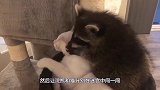 主人让猫和浣熊一起走迷宫，下一秒意外一幕出现了，到底谁赢了