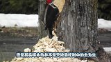 松鼠偷吃啄木鸟的食物，被抓个正着，这下惨了