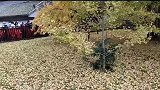 古观音禅寺，观赏记得提前预约。秋天