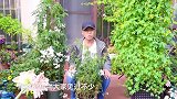 最香的藤本植物，多花素馨，一年就能成就花墙