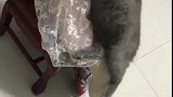 猫：你放开我，我不想给你玩，你饶过我吧！