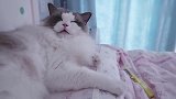 心爱猫咪的一天生活记录，睡吃玩超幸福