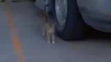 这只猫长得真好看，眼线都到后脑勺了