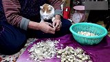 奶奶坐在地上剥蒜猫老大也要守在旁边看着，粘人的让人羡慕