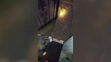 外面下起了大雨，狗狗见状直接跑回了屋，真是好玩！
