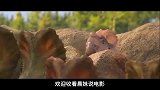 小恐龙从小被同伴欺负，长大后逆袭成最强霸主，一部恐龙纪录片