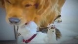 误会金毛咬猫咪，眼见不一定为实，只怪猫咪太有心机了