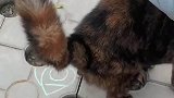 女子路边偶遇生锈猫，还主动过来贴贴