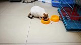 猫粮加了一点青菜之后,小白猫咪吃得津津有味!