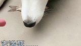 护鱼的二哈