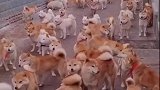 好家伙这是养了多少狗