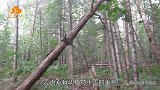 水晶兰并非邪物，经过研究发现，它可医治体虚久咳的民间良药