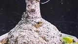 素心腊梅摘掉叶子露出花蕾