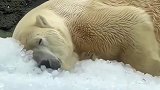 北极熊只有在特定节日才能拥有一桶冰，看它陶醉的样子，感觉好心酸！
