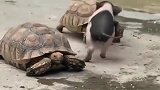 乌龟和小香猪势不两立，这打架方式真是萌翻了！