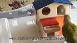 墙头飞来两只小鸟，鹦鹉看到后，举动笑翻众人