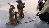 猴子乐队开始奏乐。