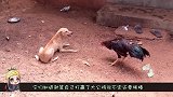 狗子和鸡打完架后，发现鸡被主人宰了，它的反应把全家人都逗乐了