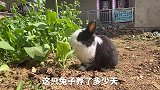 一块菜地造福了一帮小动物，耗子：我劝你做个人