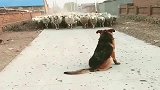 牧羊犬不是白叫的，千军万羊压境，这气势是不容小觑的！
