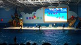 小海豚的杂技表演